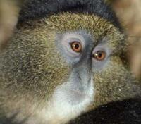 Golden Monkey Close Up